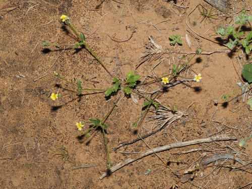 small-flower Goodenia (Goodenia pusilliflora)
