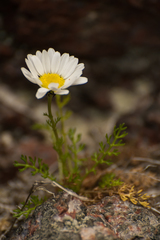 Tripleurospermum subpolare