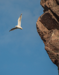 Larus argentatus argentatus