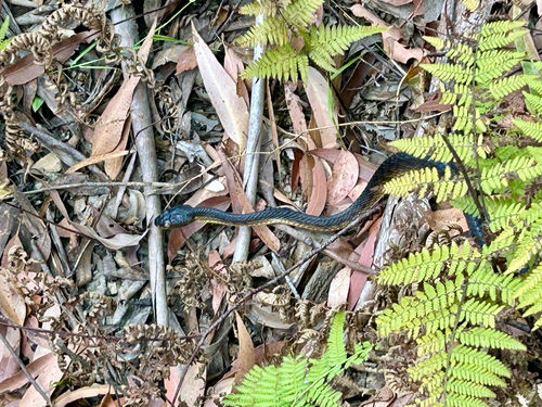 Brown Tree Snake sighting