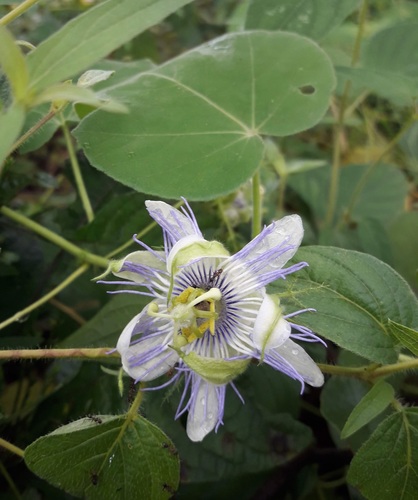 Passiflora foetida iNat (3)