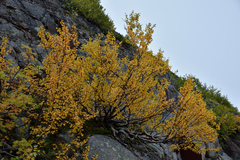Betula alpestris