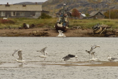 Larus argentatus argentatus