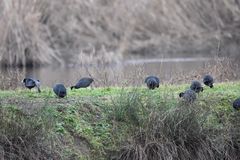 Fulica atra