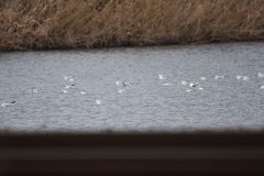 Chroicocephalus ridibundus