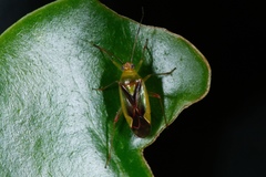 Tuicoris