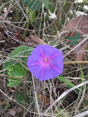 Ipomoea indica