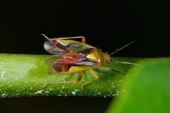 Tuicoris
