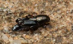 Tridactylidae