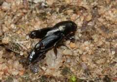 Tridactylidae
