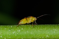 Tuicoris