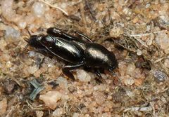 Tridactylidae