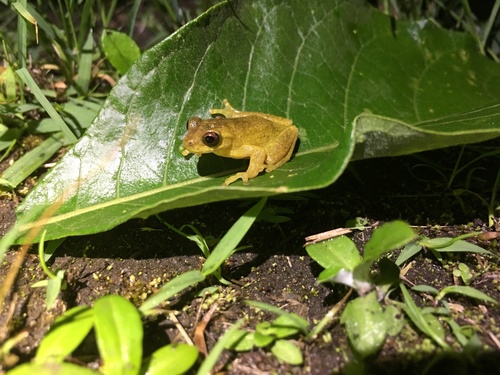 Executioner Clownfrog, Dendropsophus carnifex