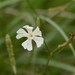 Silene undulata undulata - Photo (c) Richard Gill,  זכויות יוצרים חלקיות (CC BY-NC), הועלה על ידי Richard Gill
