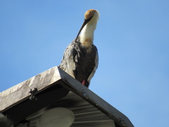 Theristicus caudatus