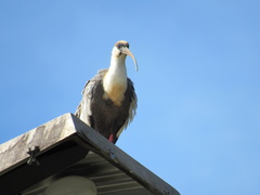 Theristicus caudatus