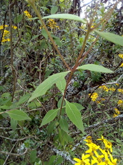 Verbesina hypoglauca