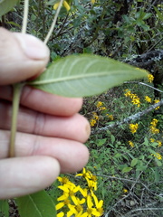 Verbesina hypoglauca