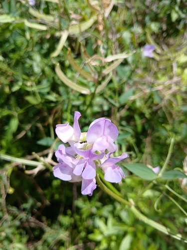 ripening vetchling (Lathyrus pubescens)