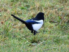 Pica pica