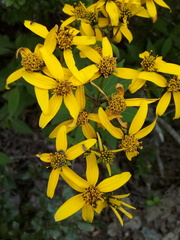 Verbesina hypoglauca