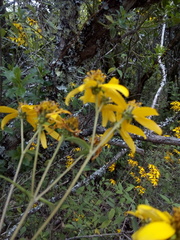 Verbesina hypoglauca