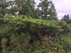 Juniperus brevifolia