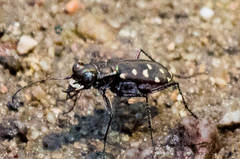 Cicindela sedecimpunctata