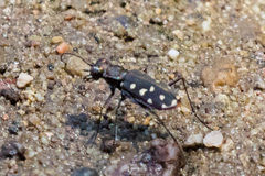 Cicindela sedecimpunctata