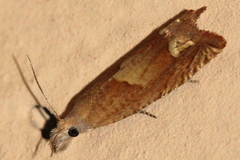 Eucosma conterminana