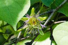 Passiflora mexicana