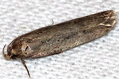 Gelechia basipunctella
