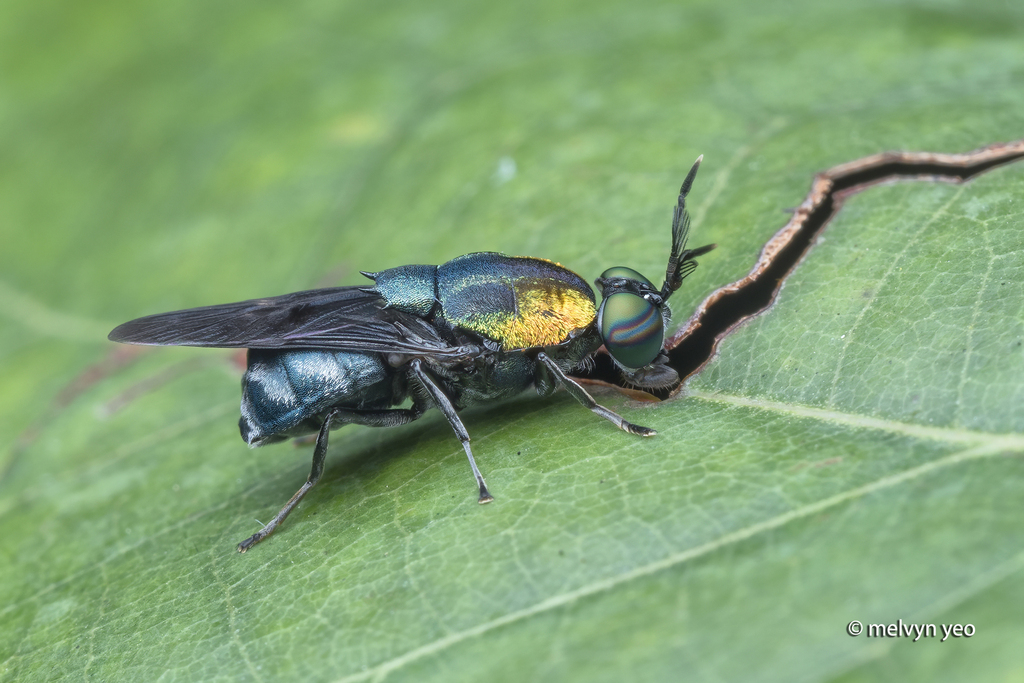 Ptilocera quadridentata