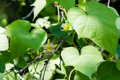 Passiflora mexicana