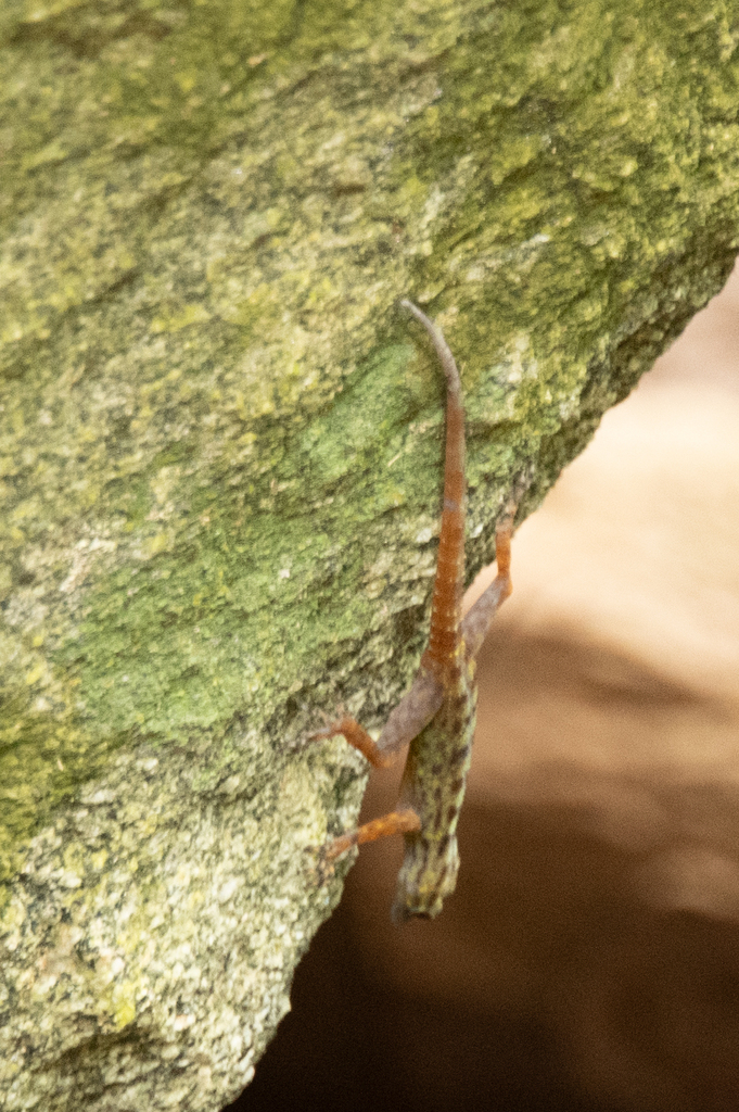 Hon Dat Rock Gecko