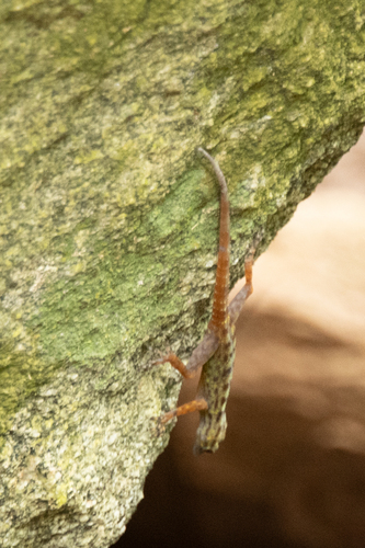 Hon Dat Rock Gecko, Cnemaspis aurantiacopes