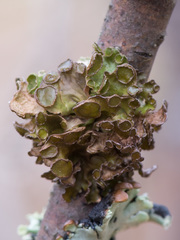 Tuckermanopsis sepincola