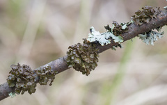 Tuckermanopsis sepincola