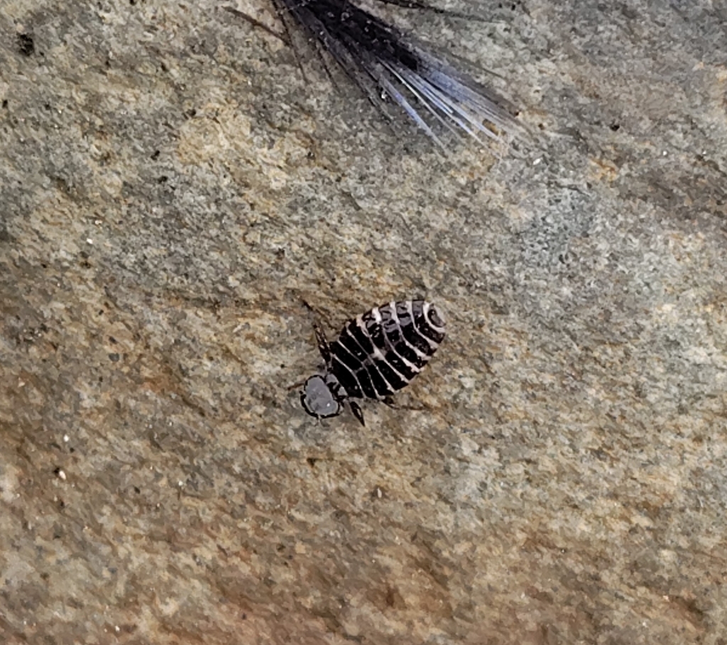 Nesiotinus demersus