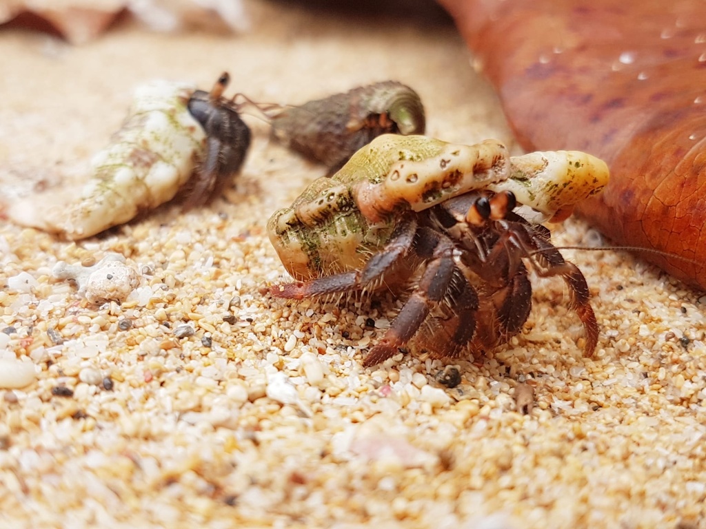 Red Land Hermit Crab