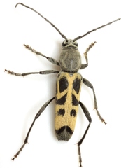 Tanyochraethes tildeni