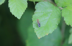 Apiochaeta philippii