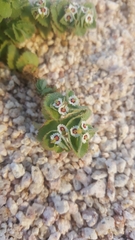 Euphorbia leucophylla