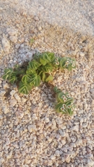 Euphorbia leucophylla