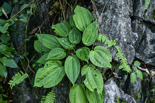 Pilea basicordata