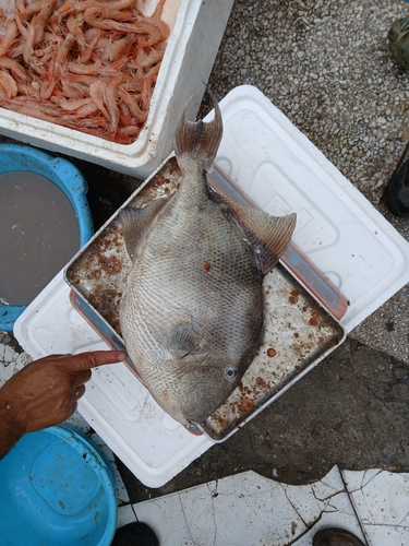 Balistes capriscus