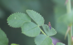 Apiochaeta philippii