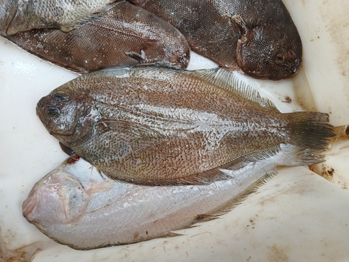 Guinese bot (Syacium guineensis) — Paralichthyidae — 2