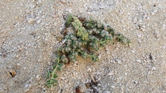 Euphorbia leucophylla