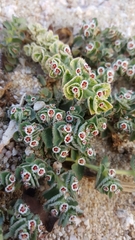Euphorbia leucophylla